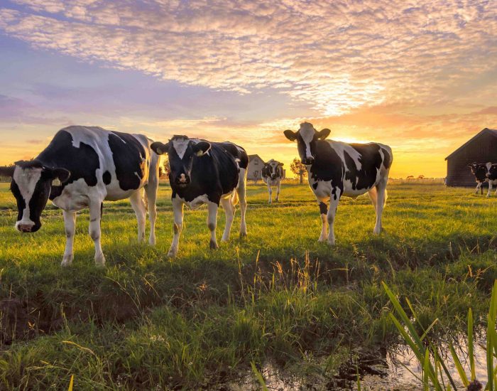 Systems thinking on the European food system